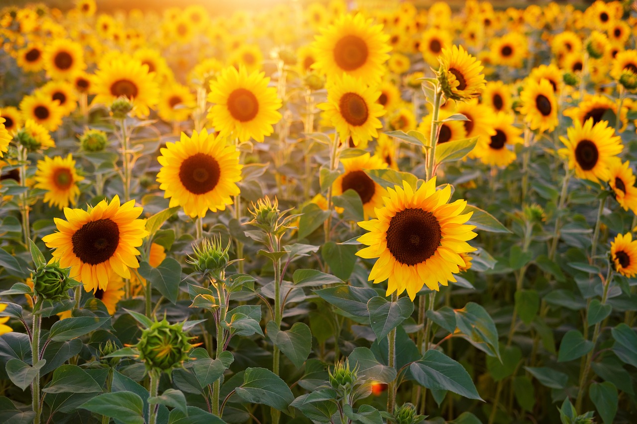 cei mai mari producători de floarea soarelui